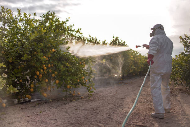 Best Termite Control Services  in Spring Grove, MN